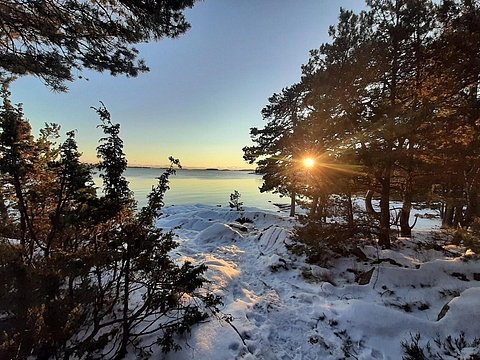 Wald mit Schnee und Abendsonne in Schweden